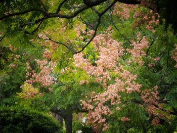 Fresh flowers on tree