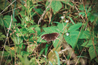 Close-up of mushroom growing on plant