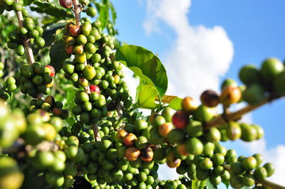 Close-up of coffee berries growing of plant