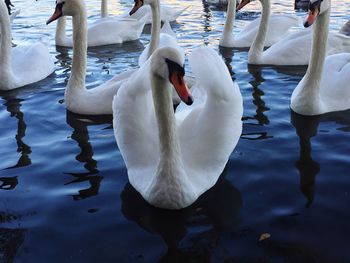 Swan swimming in water