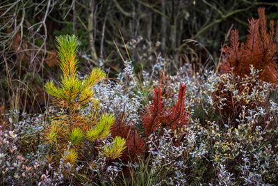 Close-up of plants growing in forest