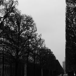 Low angle view of trees against clear sky