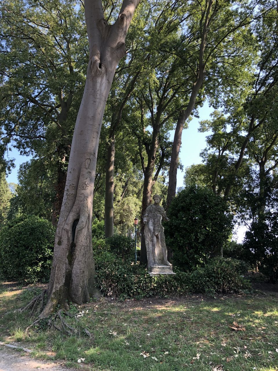 TREES GROWING ON FIELD