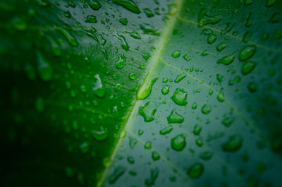 Water drop on leaf after rain in a garden, close up