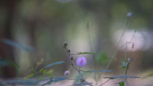 Close-up of purple flowering plant