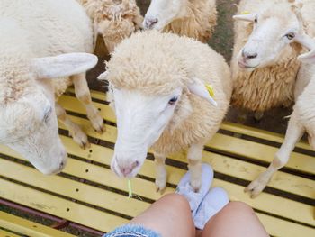 Full length of hand feeding sheep
