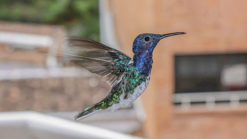 Close-up of a bird