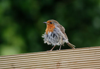 Close-up of robin perching on plank