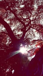 Low angle view of trees against sky