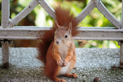 Close-up of red squirrel eating food by railing