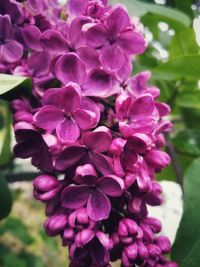 flowering plant