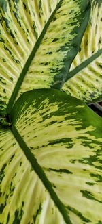 Full frame shot of leaves