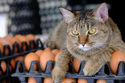 Close-up portrait of a cat looking away