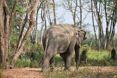 Elephant valley in chiang rai, thailand 