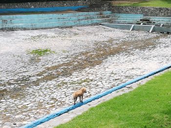 High angle view of dog on shore