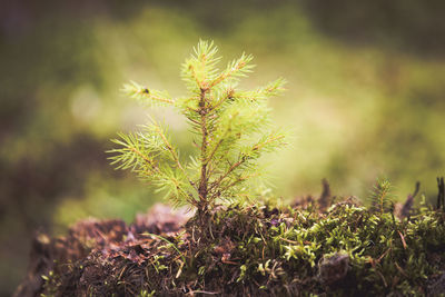 Close-up of plant growing on tree