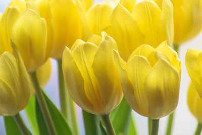 Close-up of yellow tulips