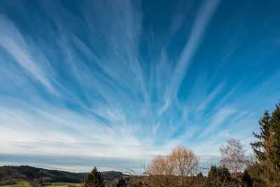 Low angle view of trees against blue sky