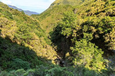 Close-up of tree against mountain