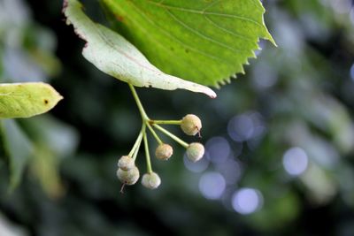 Close-up of fresh white flowers