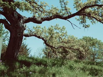 Low angle view of trees