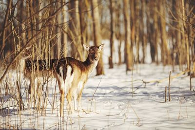 View of an animal on snow covered land