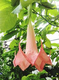 Low angle view of flower tree