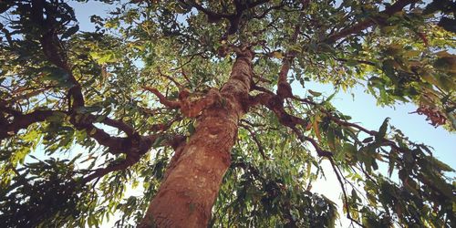 Low angle view of trees against sky