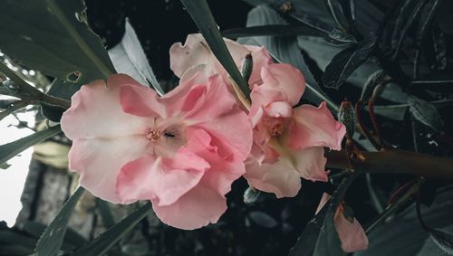 Close-up of pink flowering plant