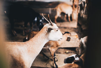 Closeup of brown goat in side view with bunch of goats in the background