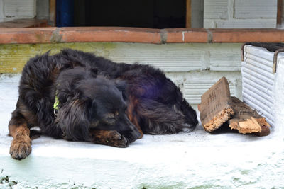 Close-up of dog