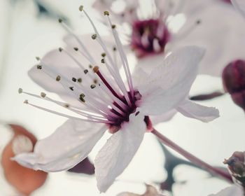 Close-up of fresh white flower