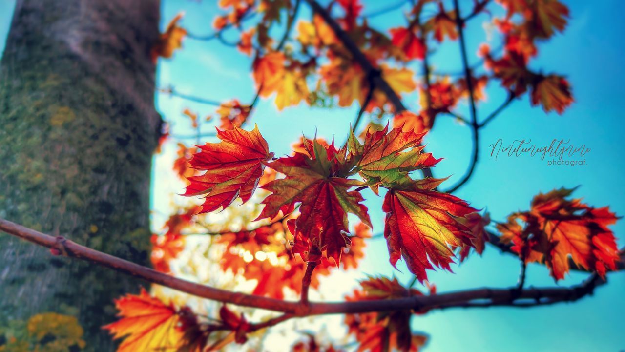 CLOSE-UP OF MAPLE LEAVES AGAINST TREE
