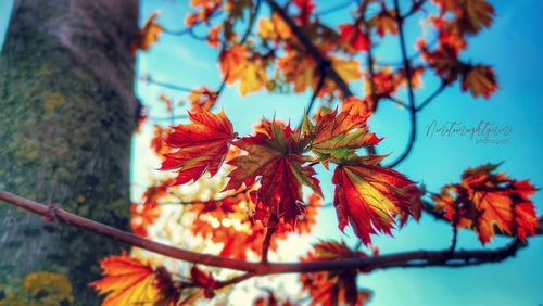 Close-up of maple leaves on tree