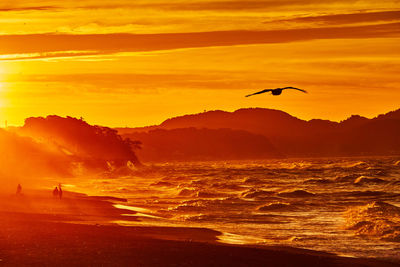 Scenic view of sea with flying bird against sky during sunrise