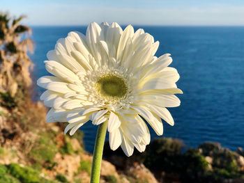 Close-up of white flowering plant against sea