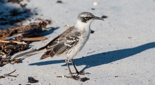 Close-up of mocking bird perching on sand