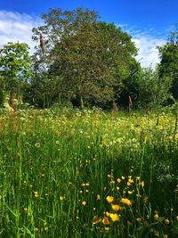 Scenic view of grassy field against trees