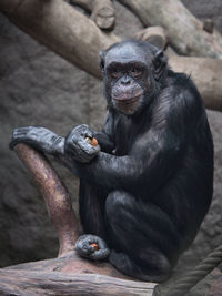 Monkey sitting in a zoo