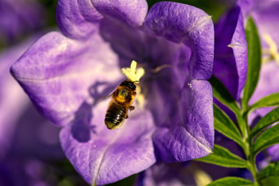 Close-up of bee pollinating on purple flower