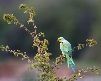 Ring-necked parakeet perched on tree
