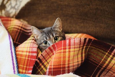 Portrait of cat hiding in sheet