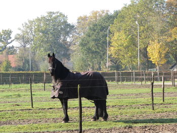 Horse standing on field against sky