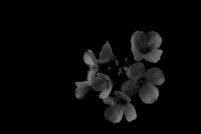 Close-up of flower over black background