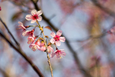  wild himalayan cherry with color is pink in the phu lom lo tourist attraction loei province thailand