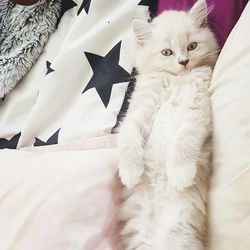 Close-up of cat lying on bed at home