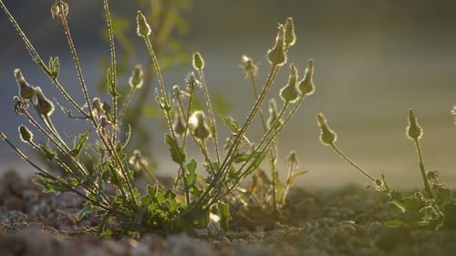 Close-up of fresh plant in field