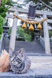 Portrait of cat relaxing outdoors