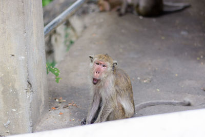 Close-up of monkey on road