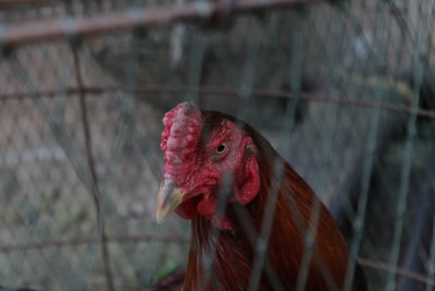 Close-up of rooster